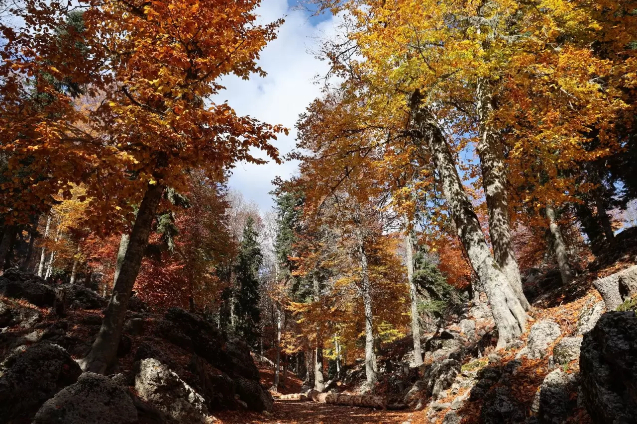 Adana'da sonbahar güzelliği: Adeta doğa sanata dönüştü 3