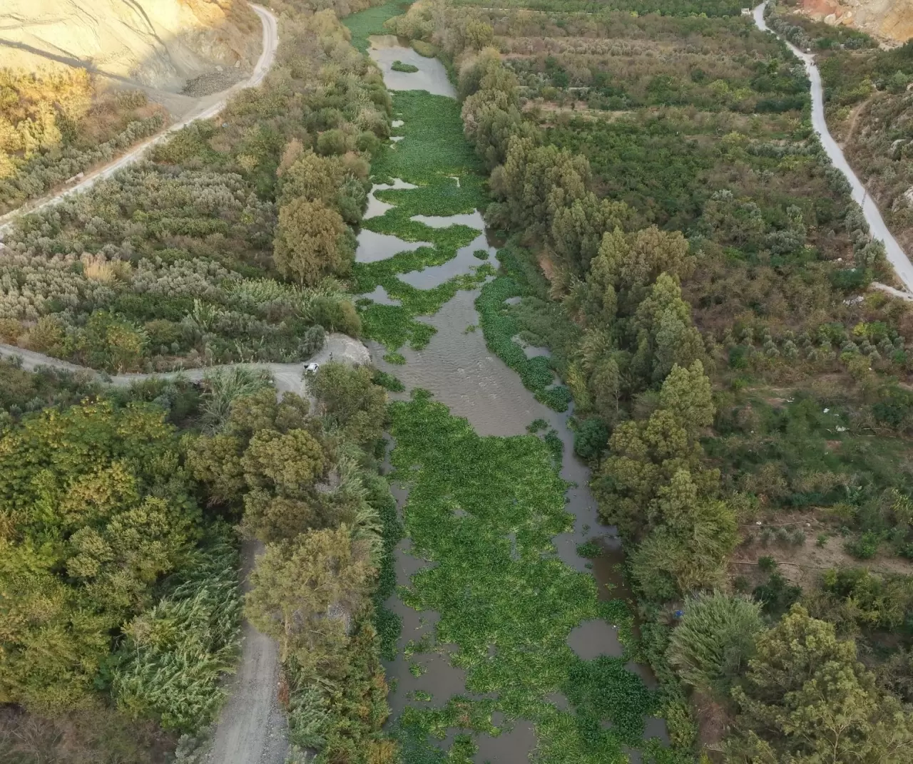 Asi Nehri’nde su sümbülleri yeniden görüldü: Güzelliğin altında tehdit saklı 6