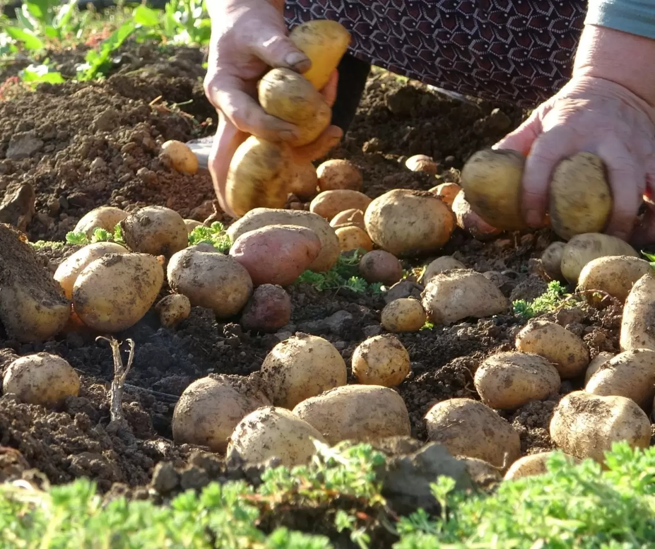 Giresun Kulakkaya Yaylası’nda patates hasadı başladı: Doğal ve organik üretim devam ediyor 3