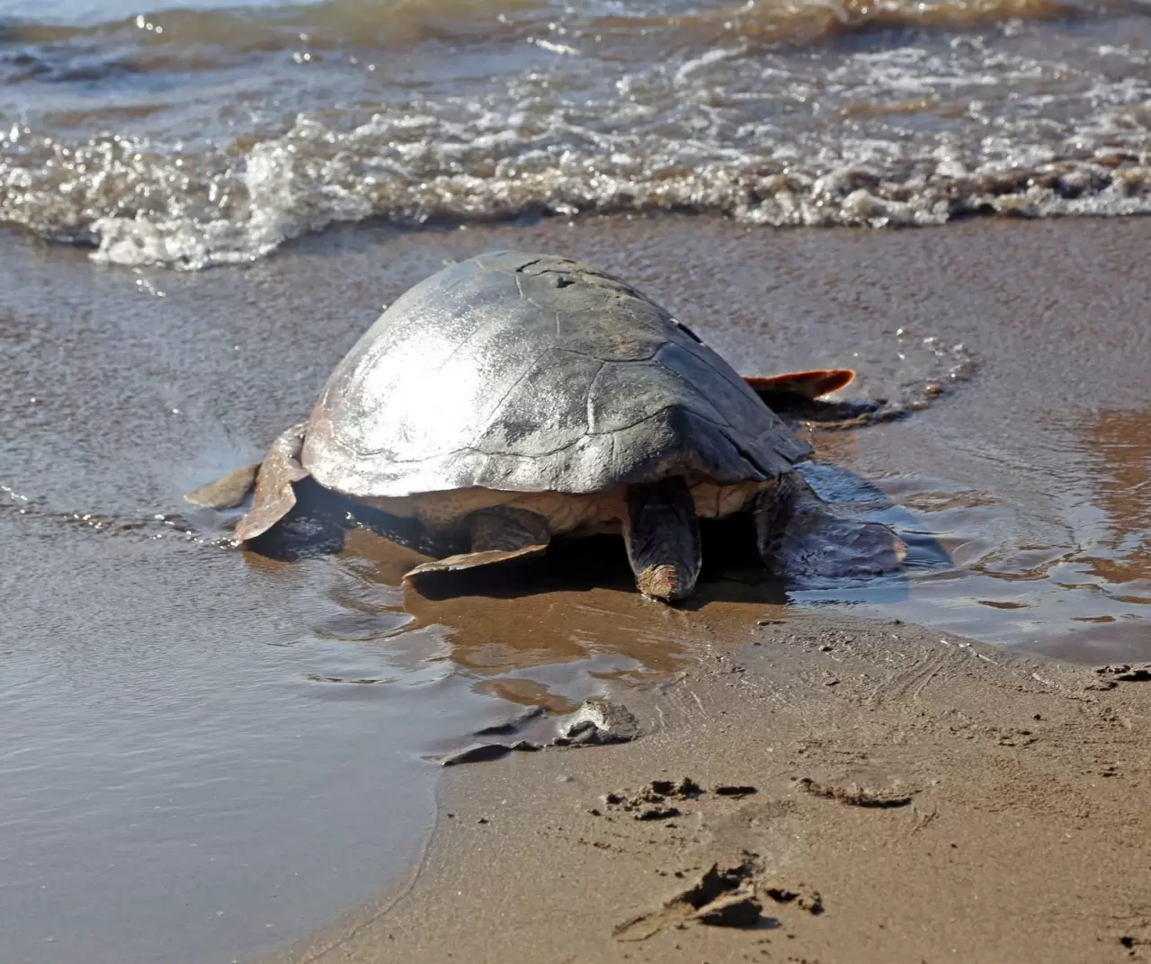 Koruma çalışmaları sonuç verdi! Binlerce caretta caretta denizle buluştu 5