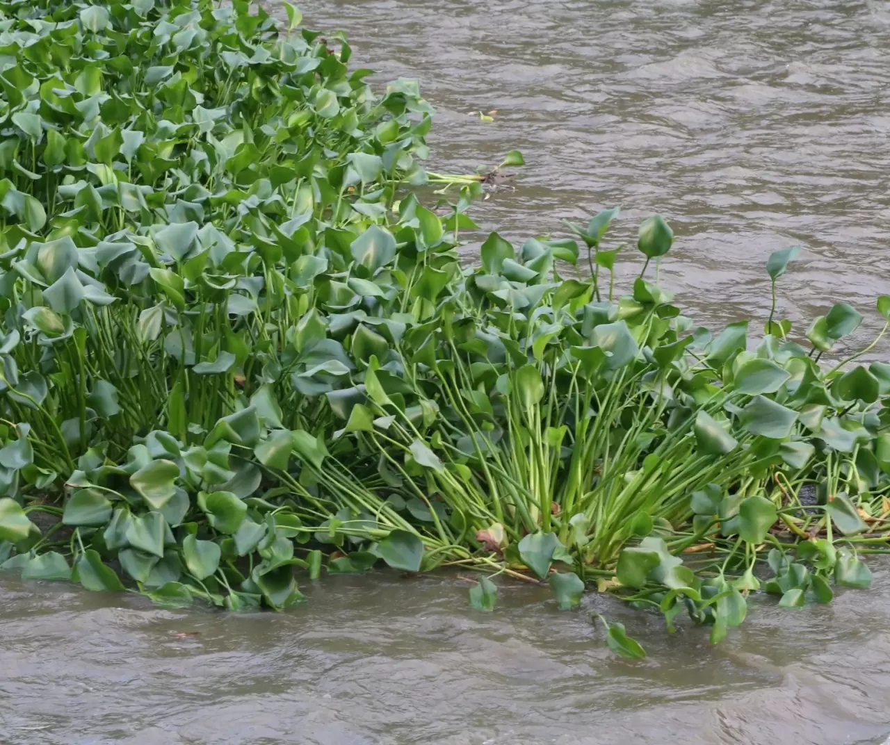 Asi Nehri’nde su sümbülleri yeniden görüldü: Güzelliğin altında tehdit saklı 3