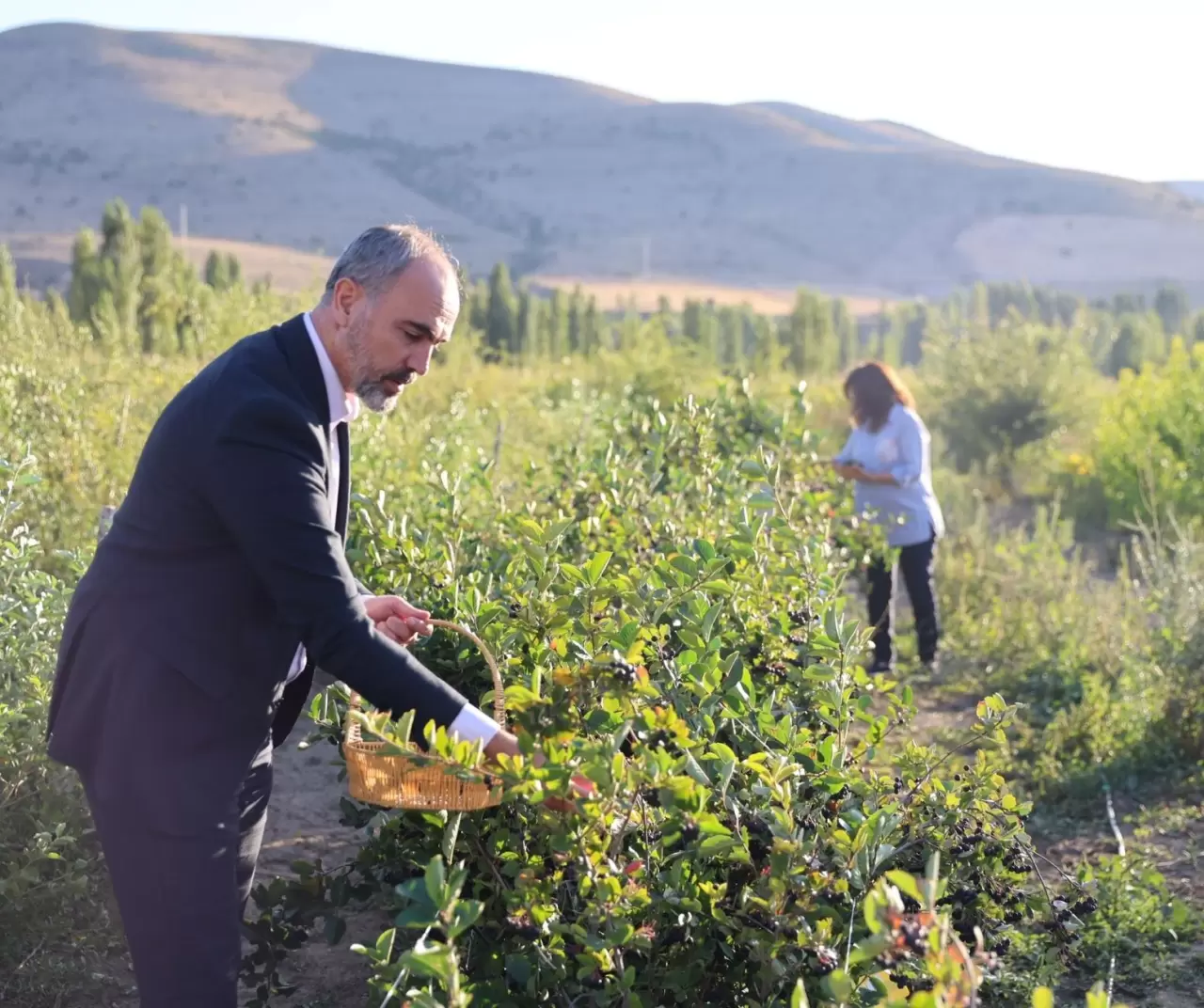 Bayburt Üniversitesi aronya ile çiftçilere yeni gelir kapısı açıyor 1