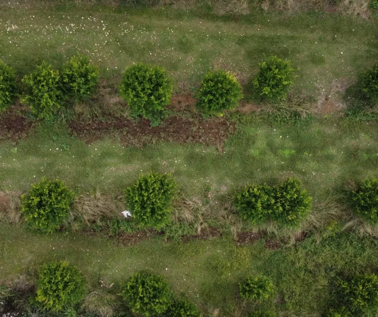 İnhisar’da 4 kuşaktır 'deve dişi nar' geleneği sürdürülüyor 3