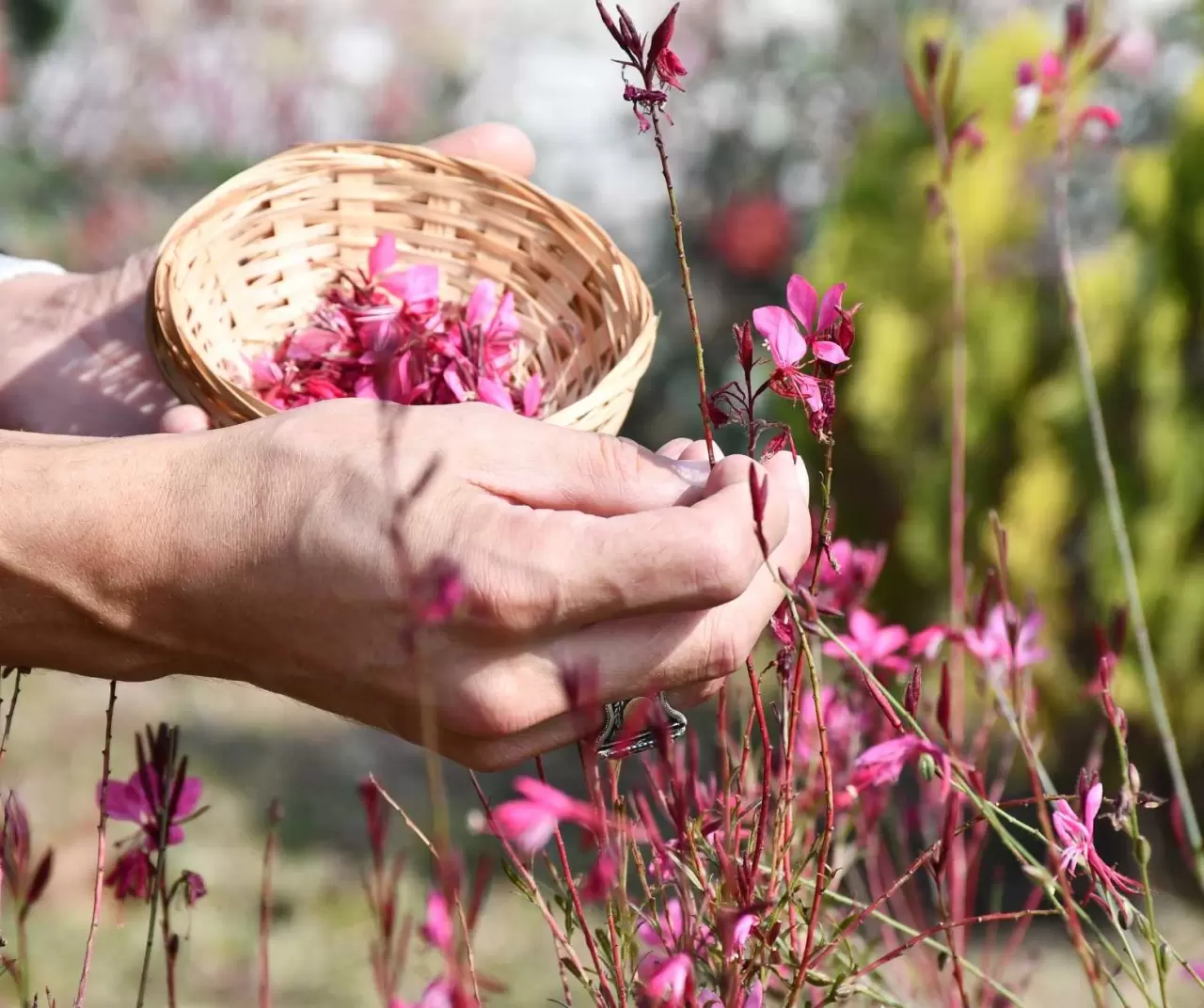 Düzce Üniversitesi'nden Özel Koleksiyon: Doç. Dr. Yusuf Parlak'ın El Yapımı Kağıtlarıyla Botanik Bahçenin Güzellikleri! 1