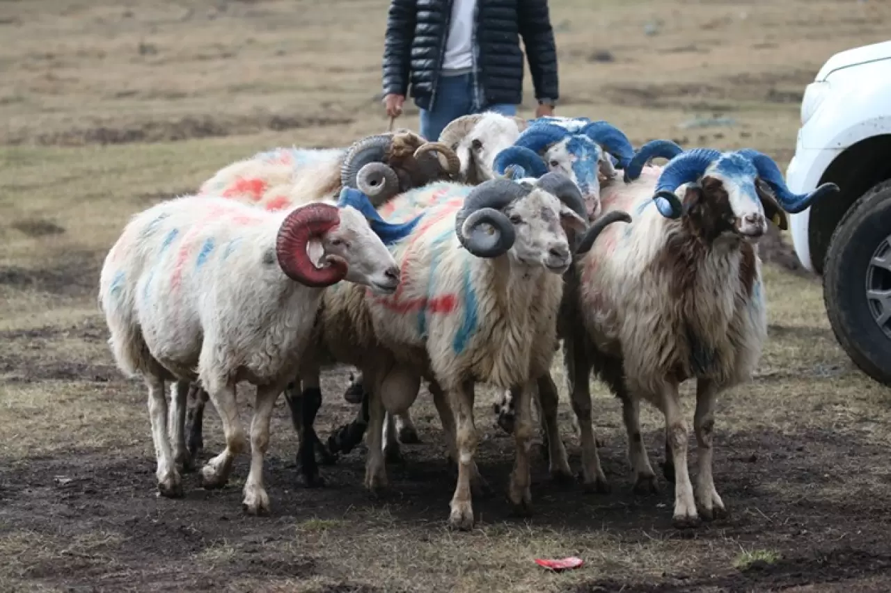 Kars’ta “çoban bayramı” renkli görüntülere sahne oldu 2