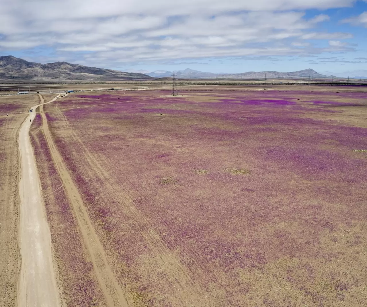 Atacama Çölü’nde görsel şölen: Kurak topraklar çiçeklerle kaplandı 8
