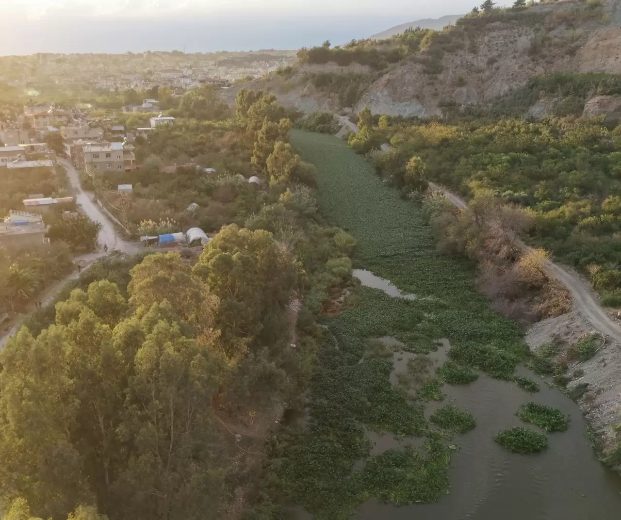 Asi Nehri’nde su sümbülleri yeniden görüldü: Güzelliğin altında tehdit saklı 4