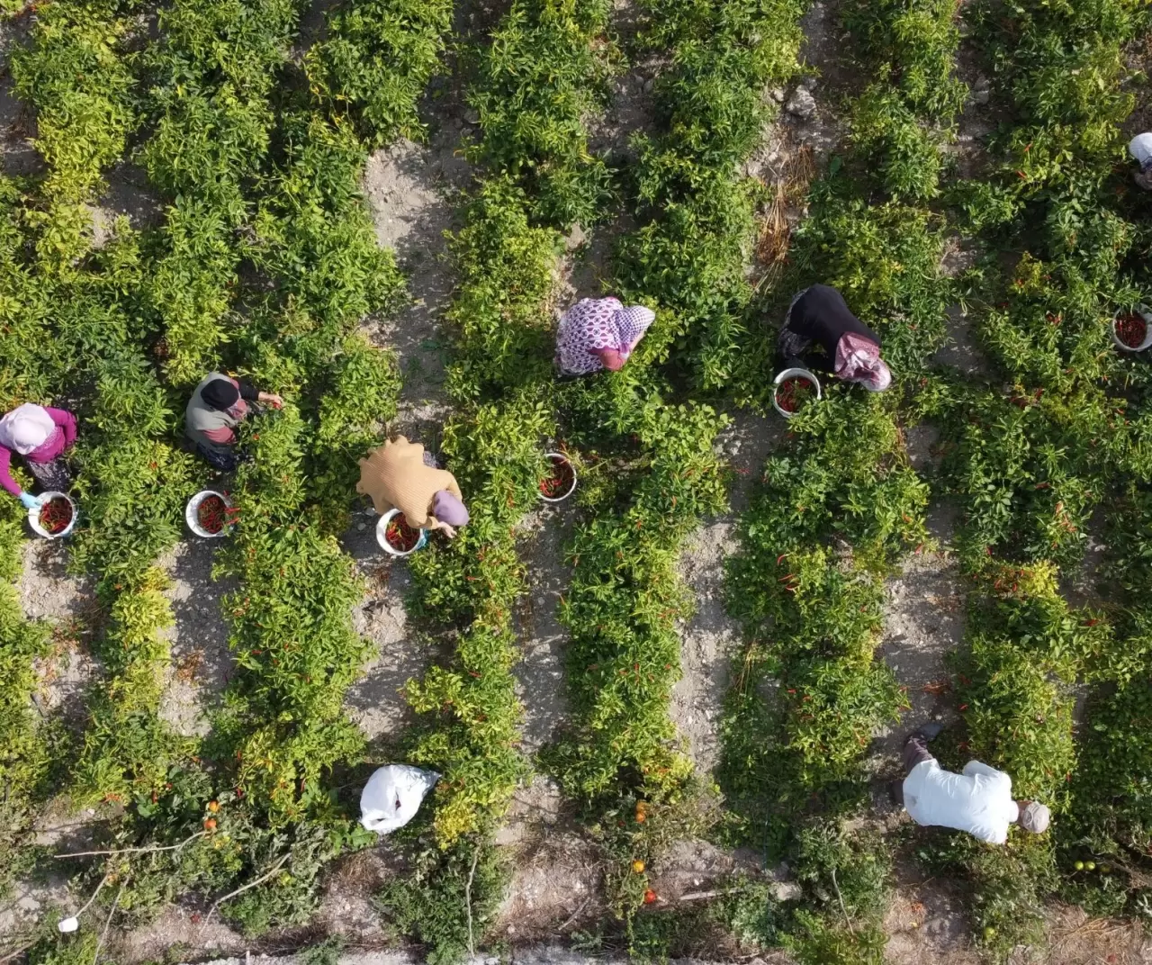 Kuraklık Çukurören biberini vurdu: Üretim alanı yarı yarıya azaldı 1