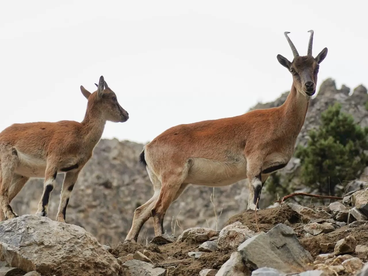 Pozantı'da yaban keçileri görüntülendi 1