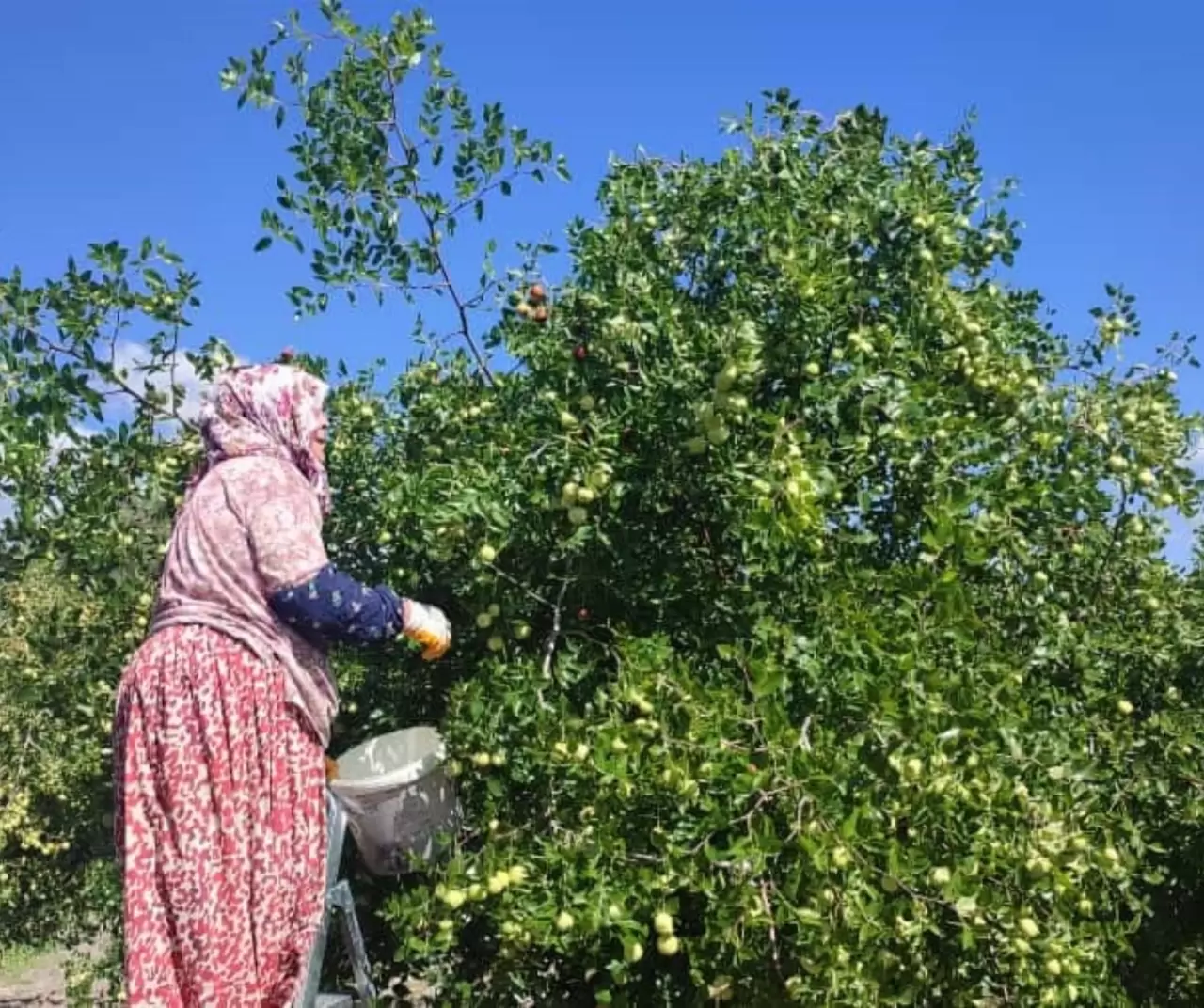Ankara Güdül’de yetişen hünnap meyvesi tüm Türkiye’ye gönderiliyor 3