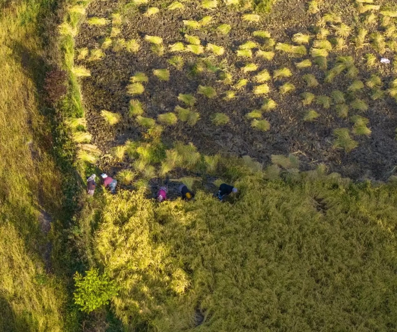 Artvin Yusufeli’nde çeltik hasadı başladı 2