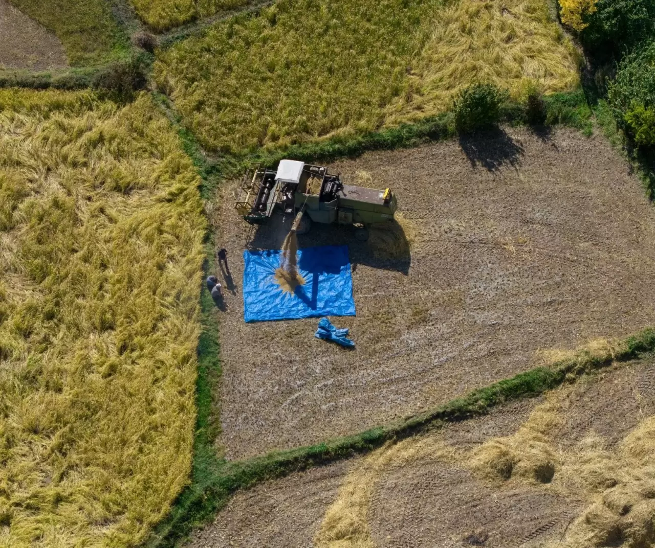 Artvin Yusufeli’nde çeltik hasadı başladı 3