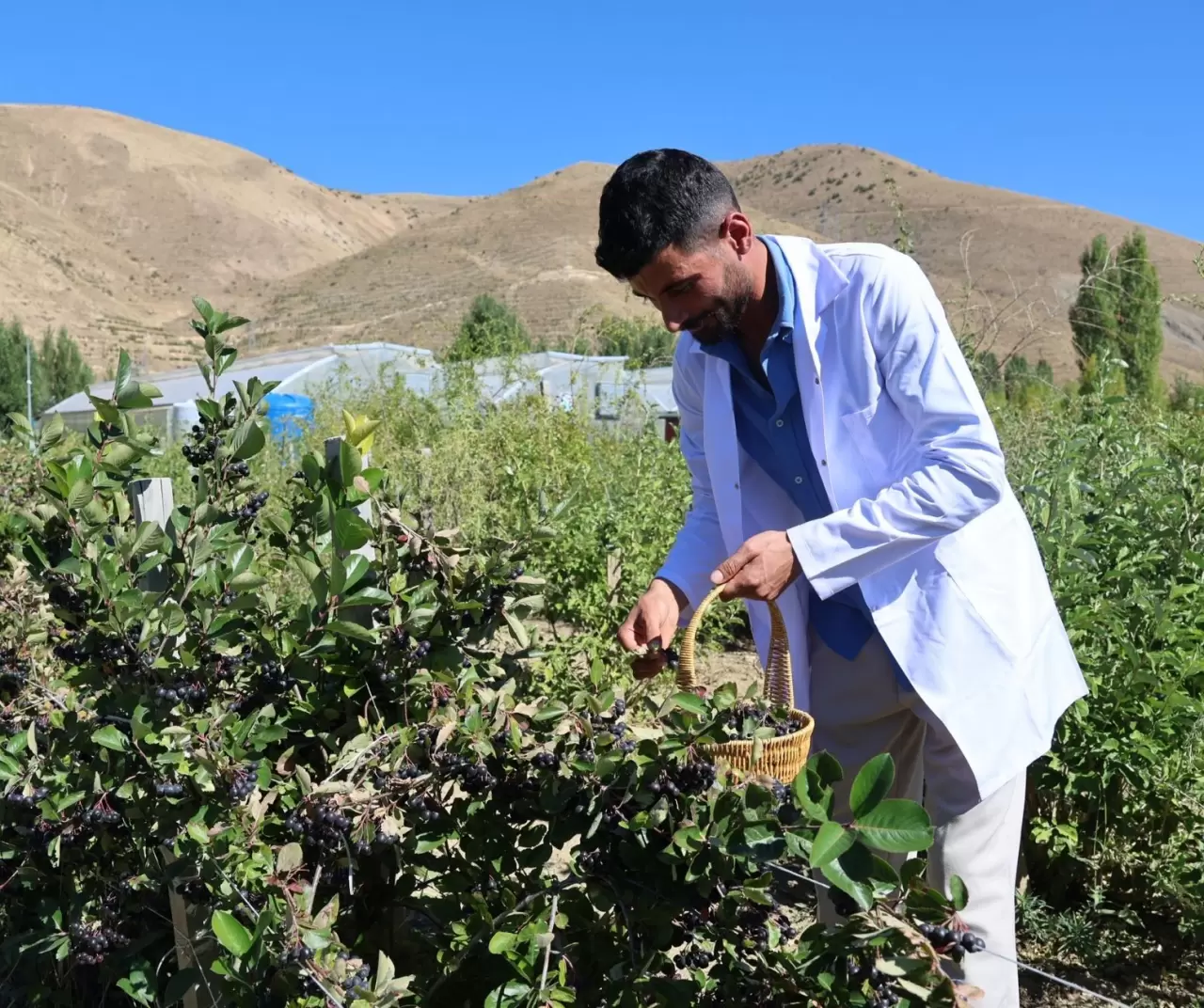 Bayburt Üniversitesi aronya ile çiftçilere yeni gelir kapısı açıyor 6