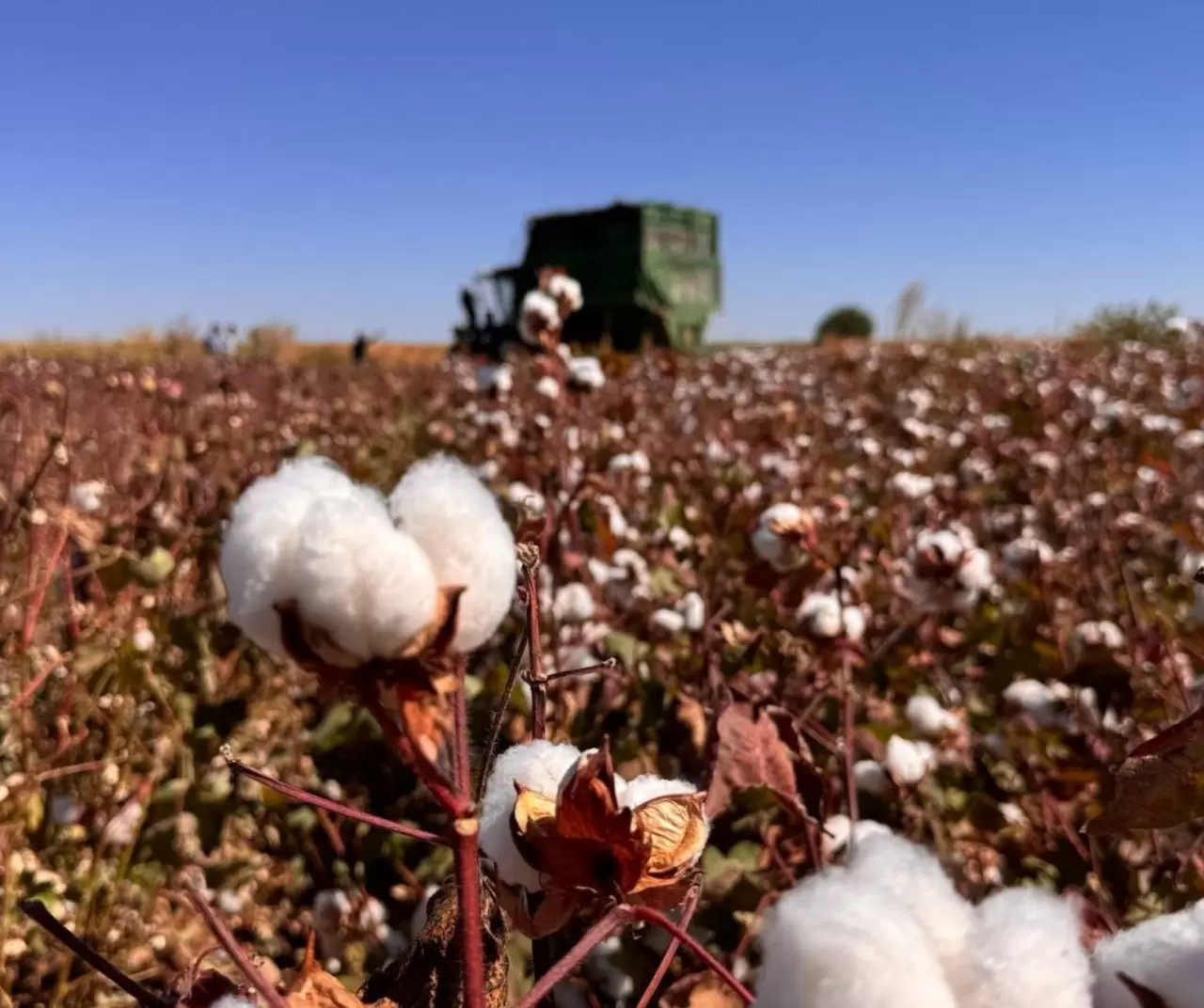 Şanlıurfa’da pamuk hasadı başladı: “Fırat Altını” tarlalarda 3