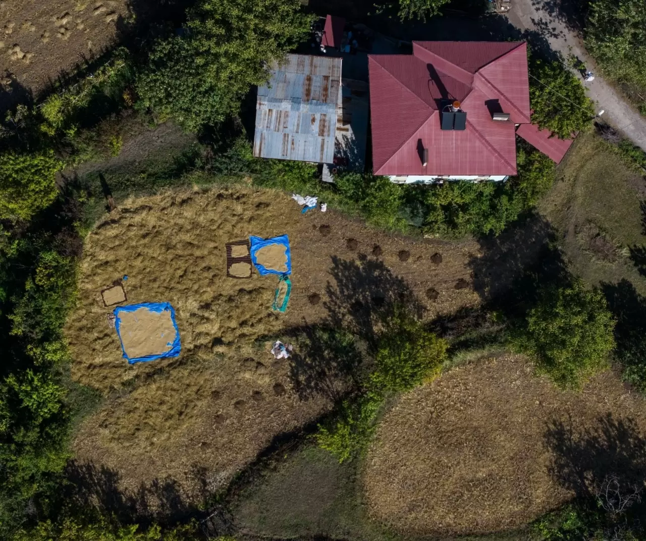 Artvin Yusufeli’nde çeltik hasadı başladı 4