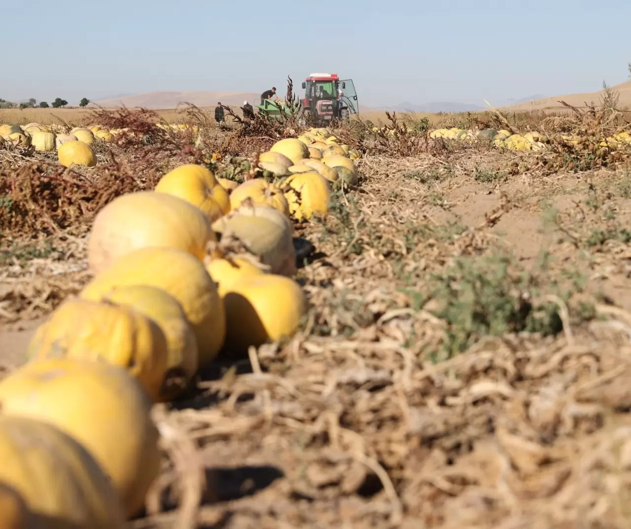 Nevşehir kabak çekirdeğinde rekor büyüme: Ekim alanı ve ihracat katlanarak arttı 4