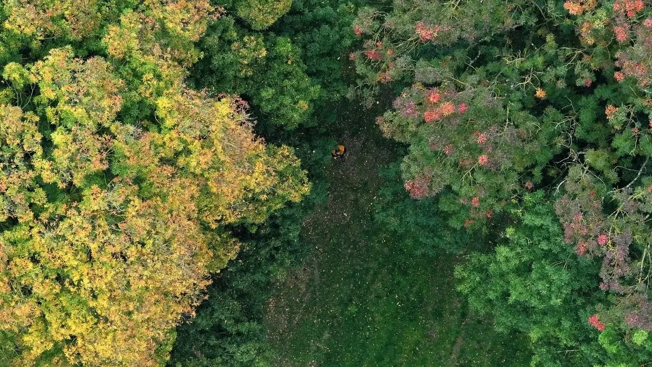 Efteni Gölü’nde sonbahar tüm güzelliğiyle sahnede 6
