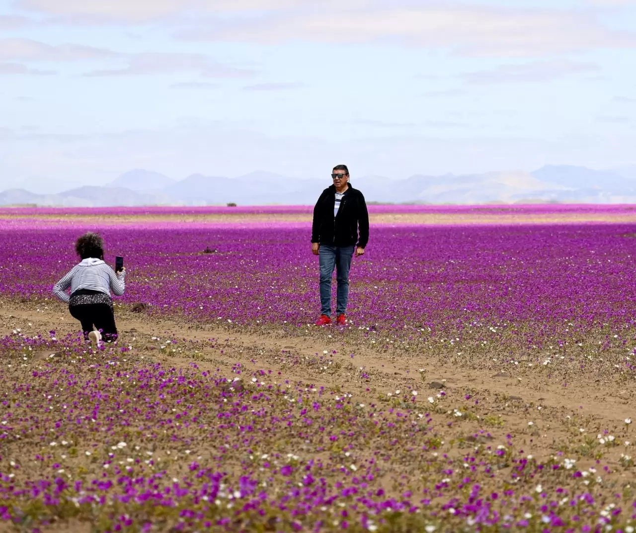 Atacama Çölü’nde görsel şölen: Kurak topraklar çiçeklerle kaplandı 6