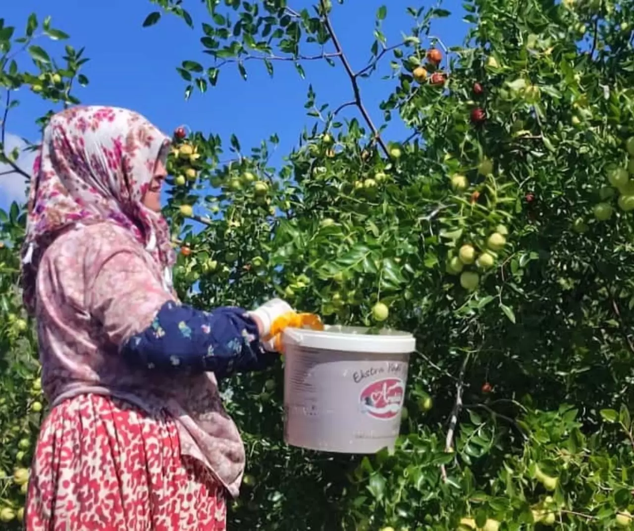 Ankara Güdül’de yetişen hünnap meyvesi tüm Türkiye’ye gönderiliyor 6