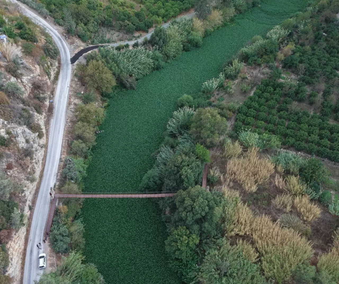 Asi Nehri’nde su sümbülleri yeniden görüldü: Güzelliğin altında tehdit saklı 1