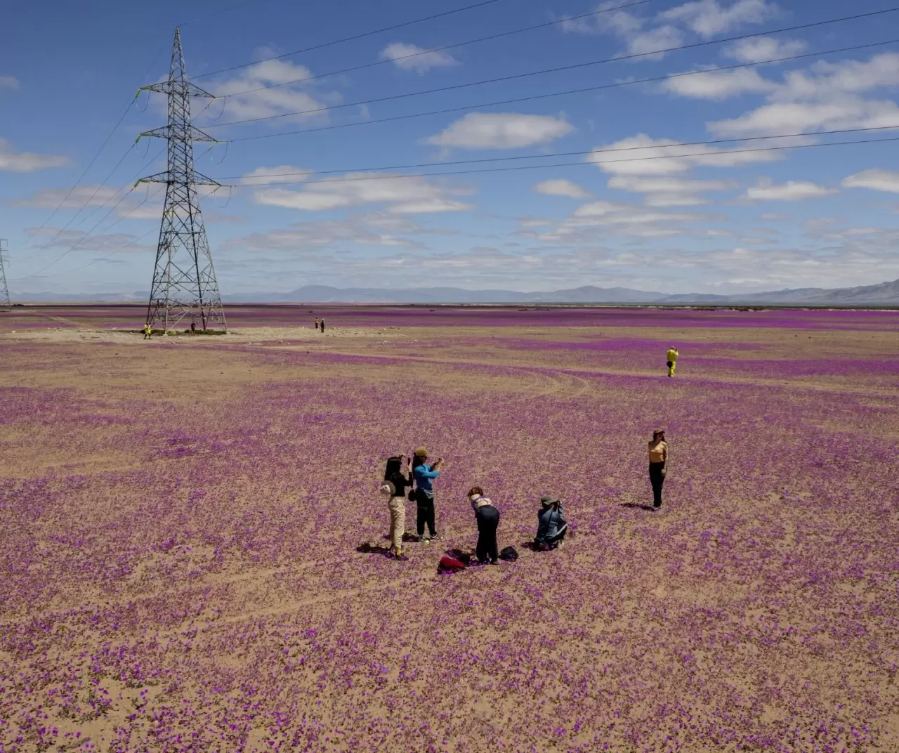 Atacama Çölü’nde görsel şölen: Kurak topraklar çiçeklerle kaplandı 9