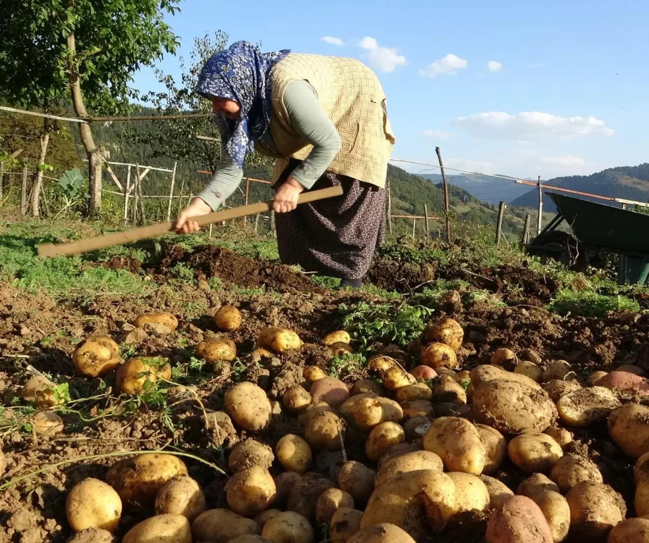 Giresun Kulakkaya Yaylası’nda patates hasadı başladı: Doğal ve organik üretim devam ediyor 5