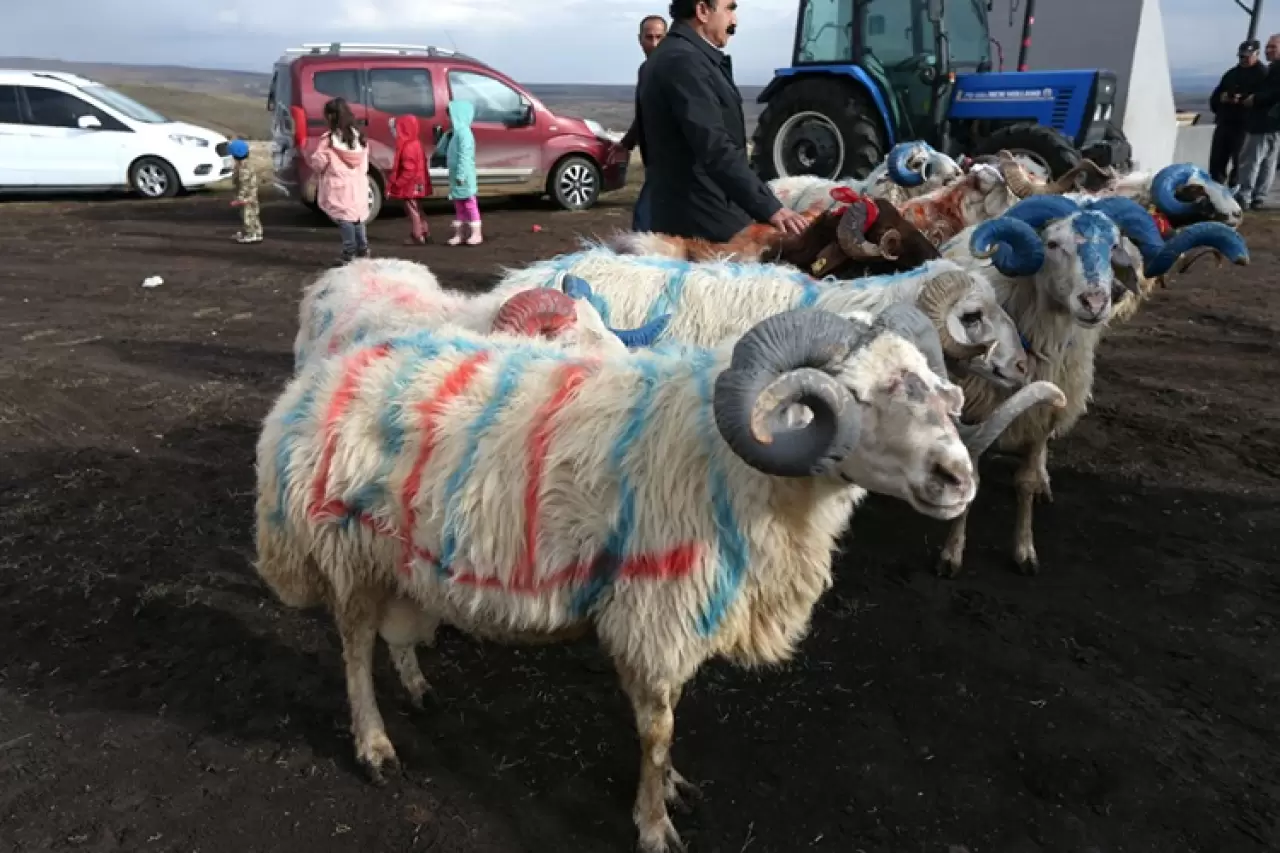Kars’ta “çoban bayramı” renkli görüntülere sahne oldu 1