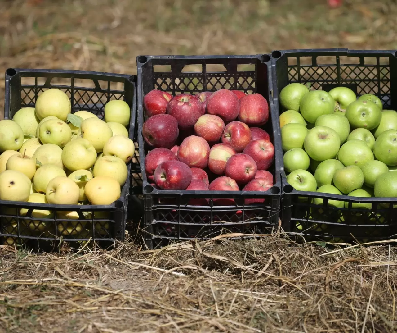 Türkiye-Ermenistan sınırında organik elma üretimi: Kars’ın Halıkışlak Köyü rekolteyle dikkat çekiyor 9