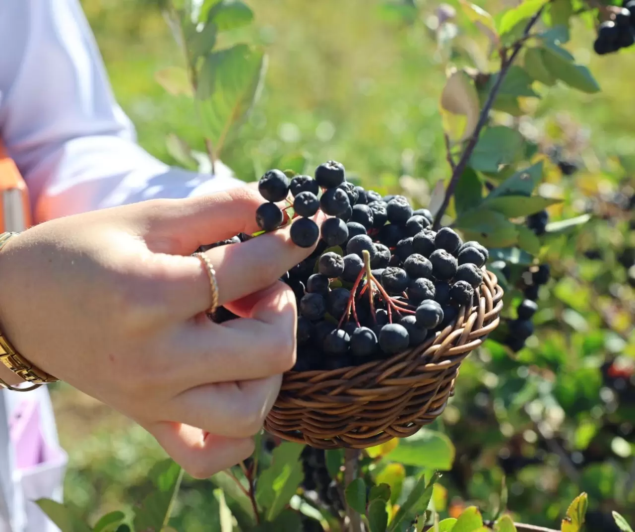 Bayburt Üniversitesi aronya ile çiftçilere yeni gelir kapısı açıyor 4