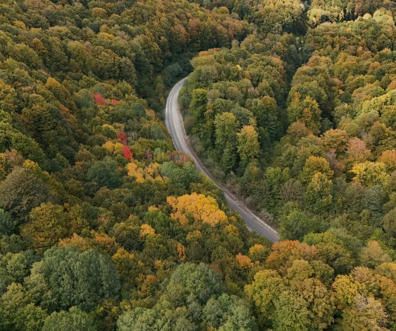 Istranca ormanları sonbaharda renk cümbüşüyle büyülüyor 4