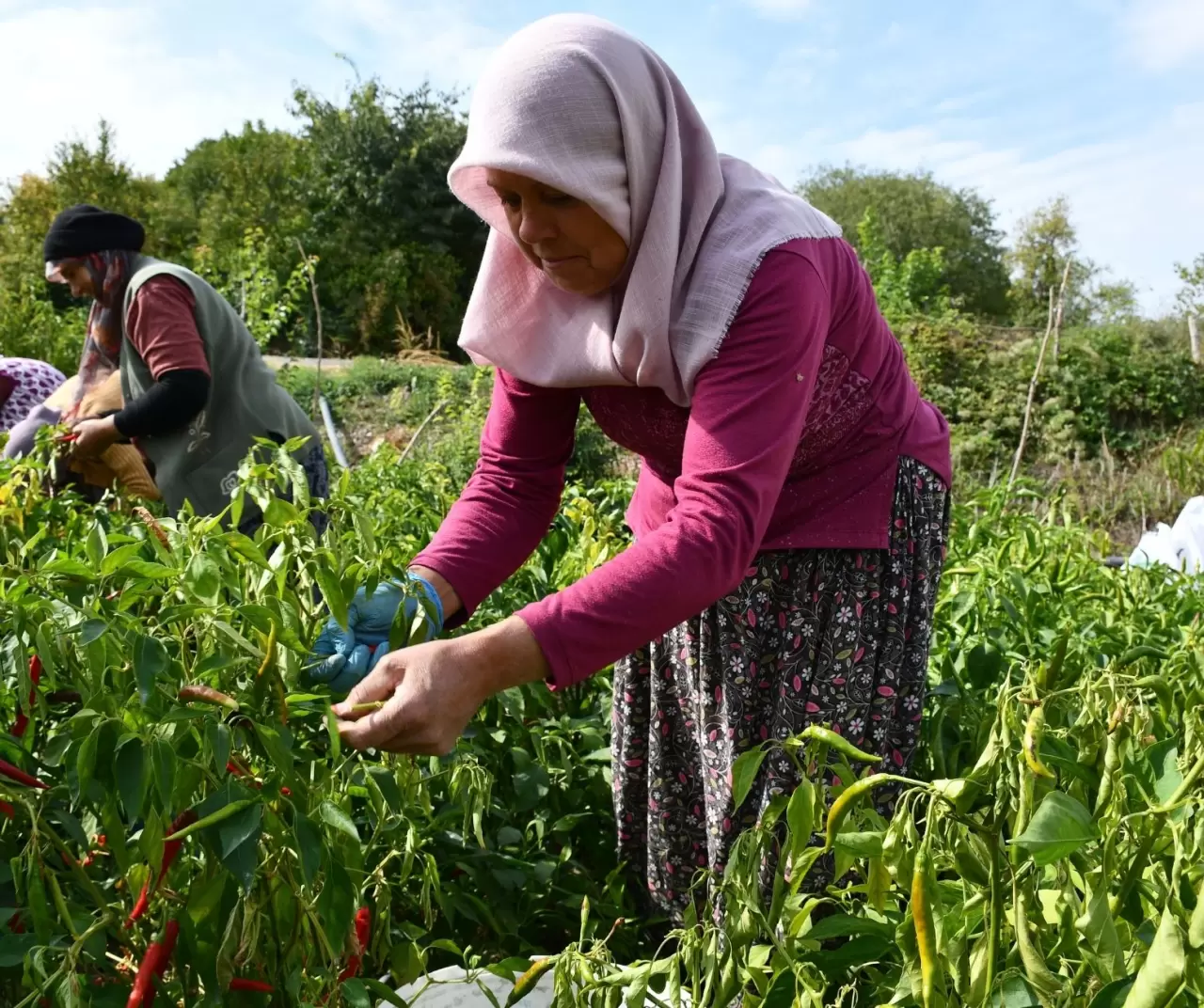 Kuraklık Çukurören biberini vurdu: Üretim alanı yarı yarıya azaldı 4