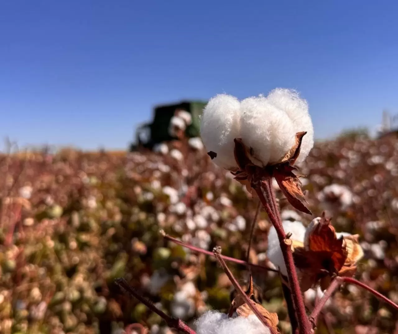 Şanlıurfa’da pamuk hasadı başladı: “Fırat Altını” tarlalarda 1