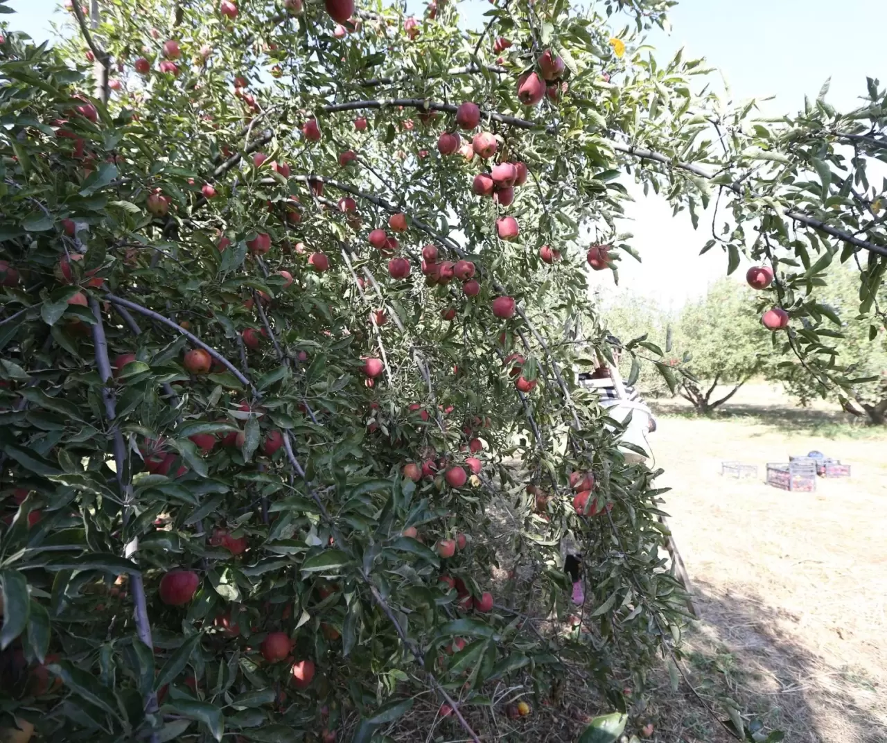 Türkiye-Ermenistan sınırında organik elma üretimi: Kars’ın Halıkışlak Köyü rekolteyle dikkat çekiyor 5
