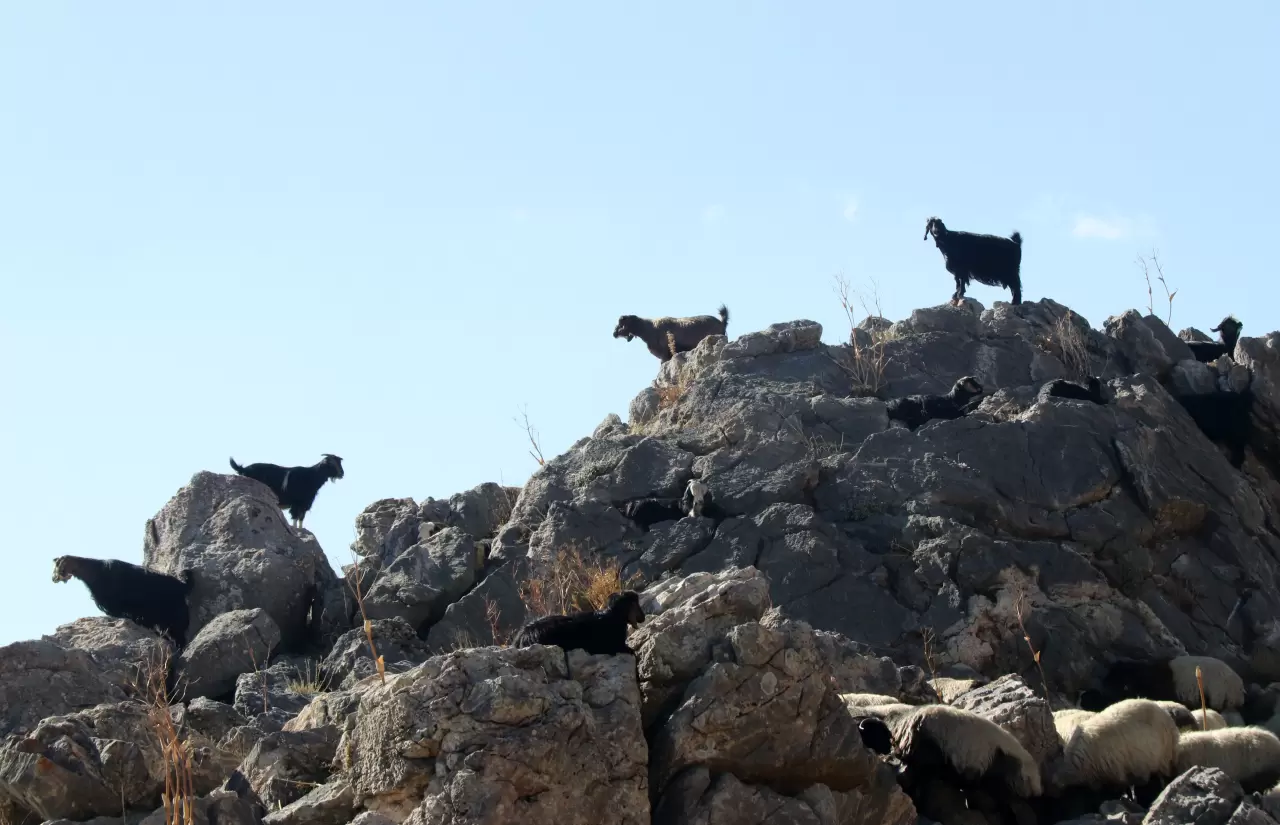 Bitlis'te göçerler havanın soğumasıyla dönüş yolculuğuna başladı 5