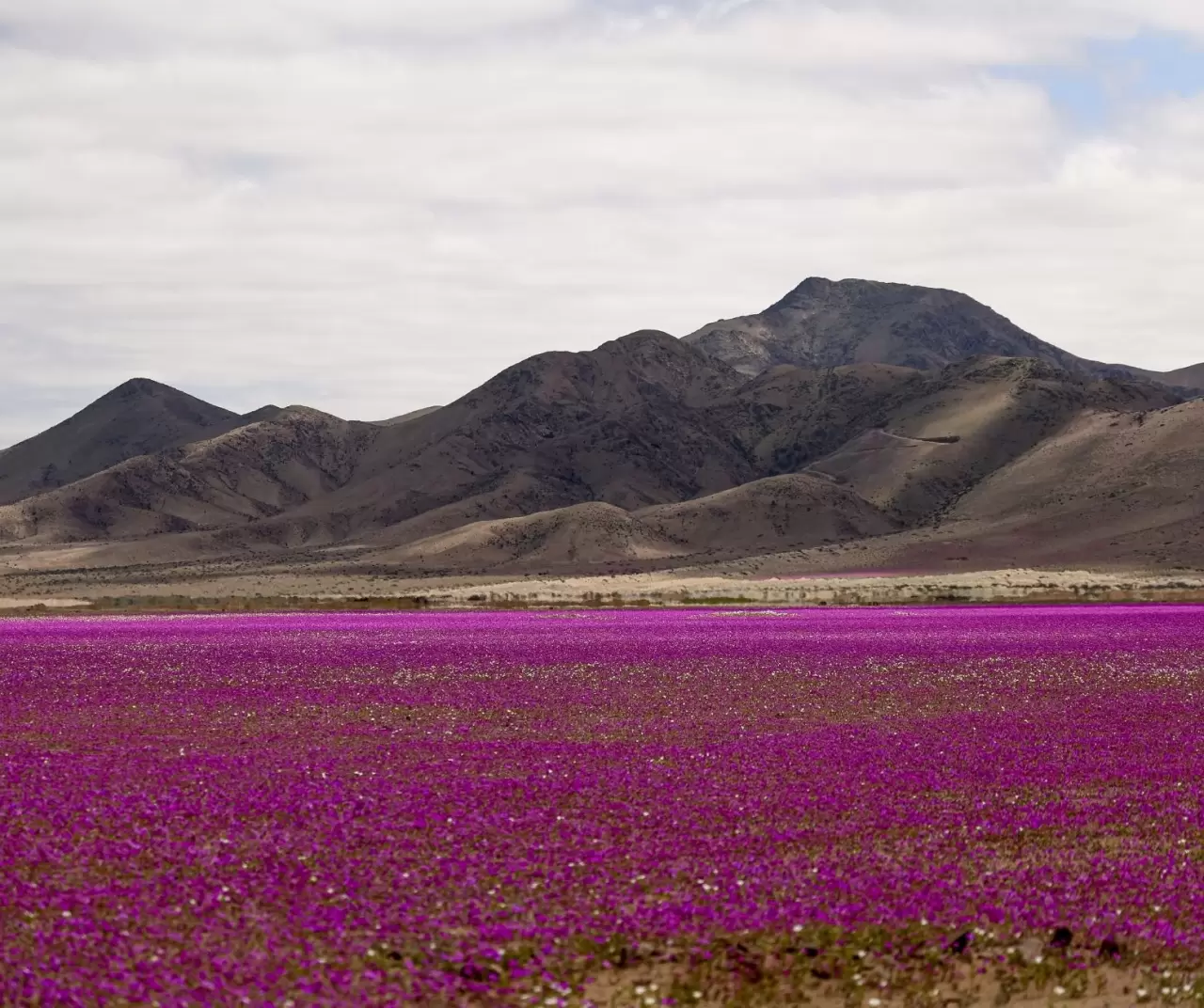 Atacama Çölü’nde görsel şölen: Kurak topraklar çiçeklerle kaplandı 7