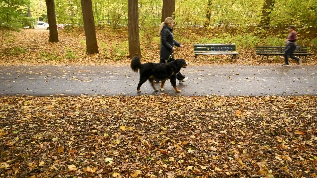 Berlin Tiergarten’da sonbahar masalı 5