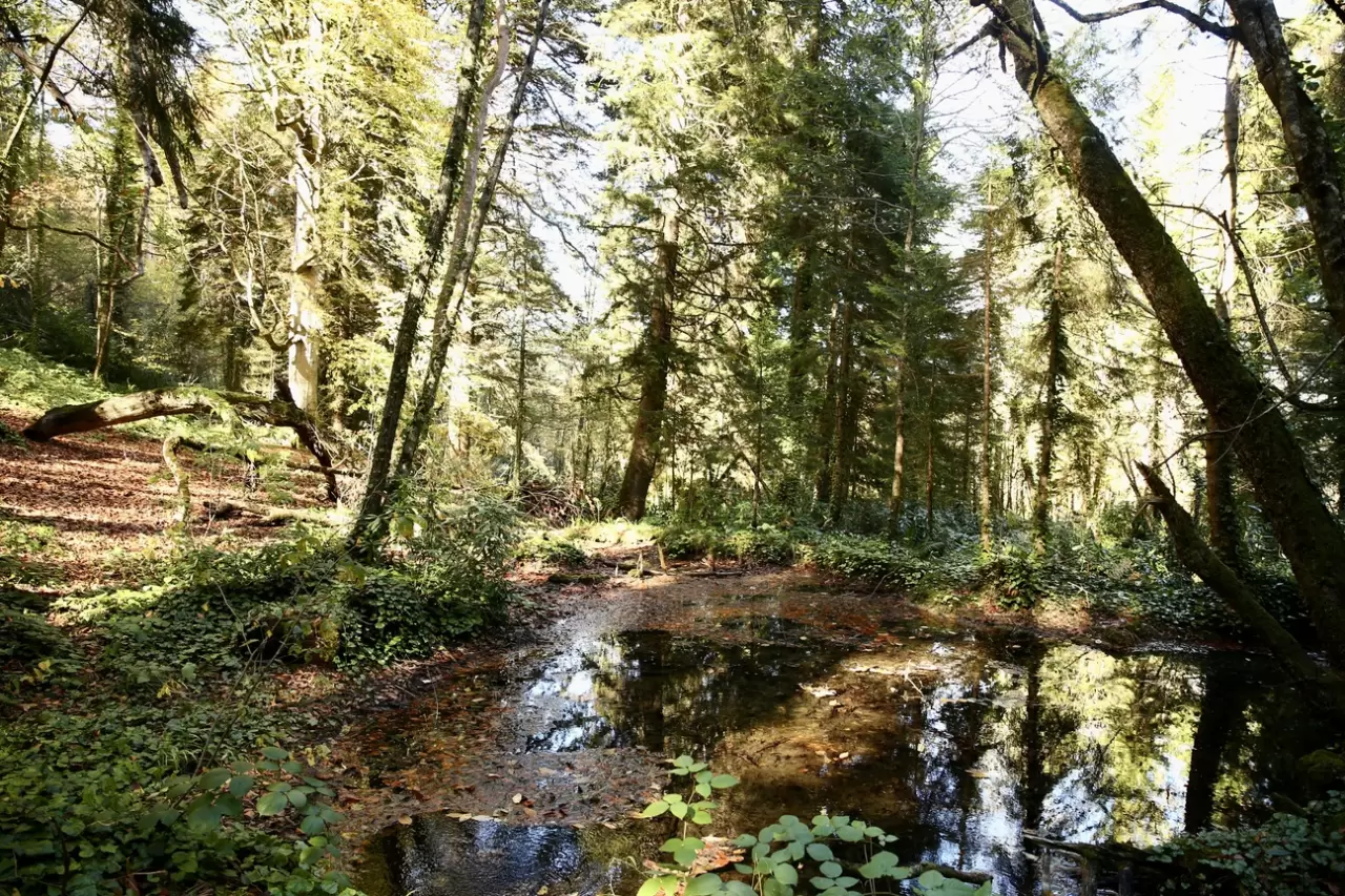Dereli'de sonbahar renkleri: Doğanın büyüsü görsel şölene dönüşüyor 2