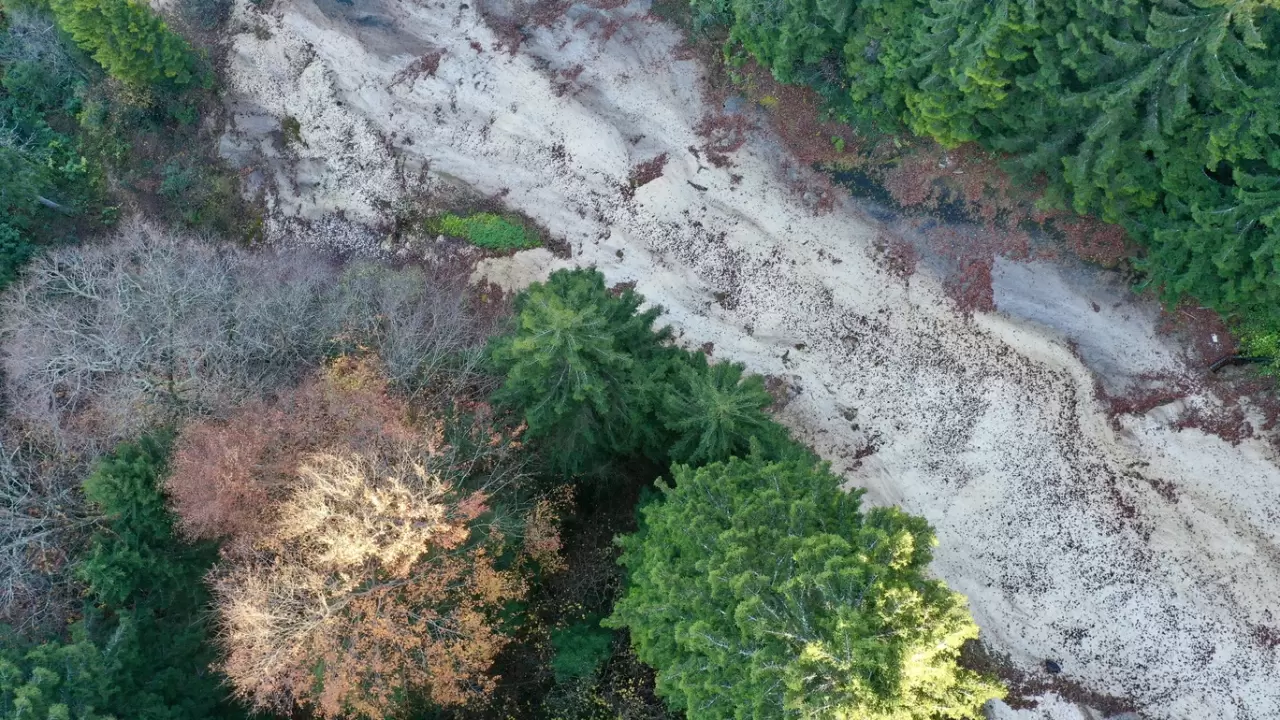 Dereli'de sonbahar renkleri: Doğanın büyüsü görsel şölene dönüşüyor 3