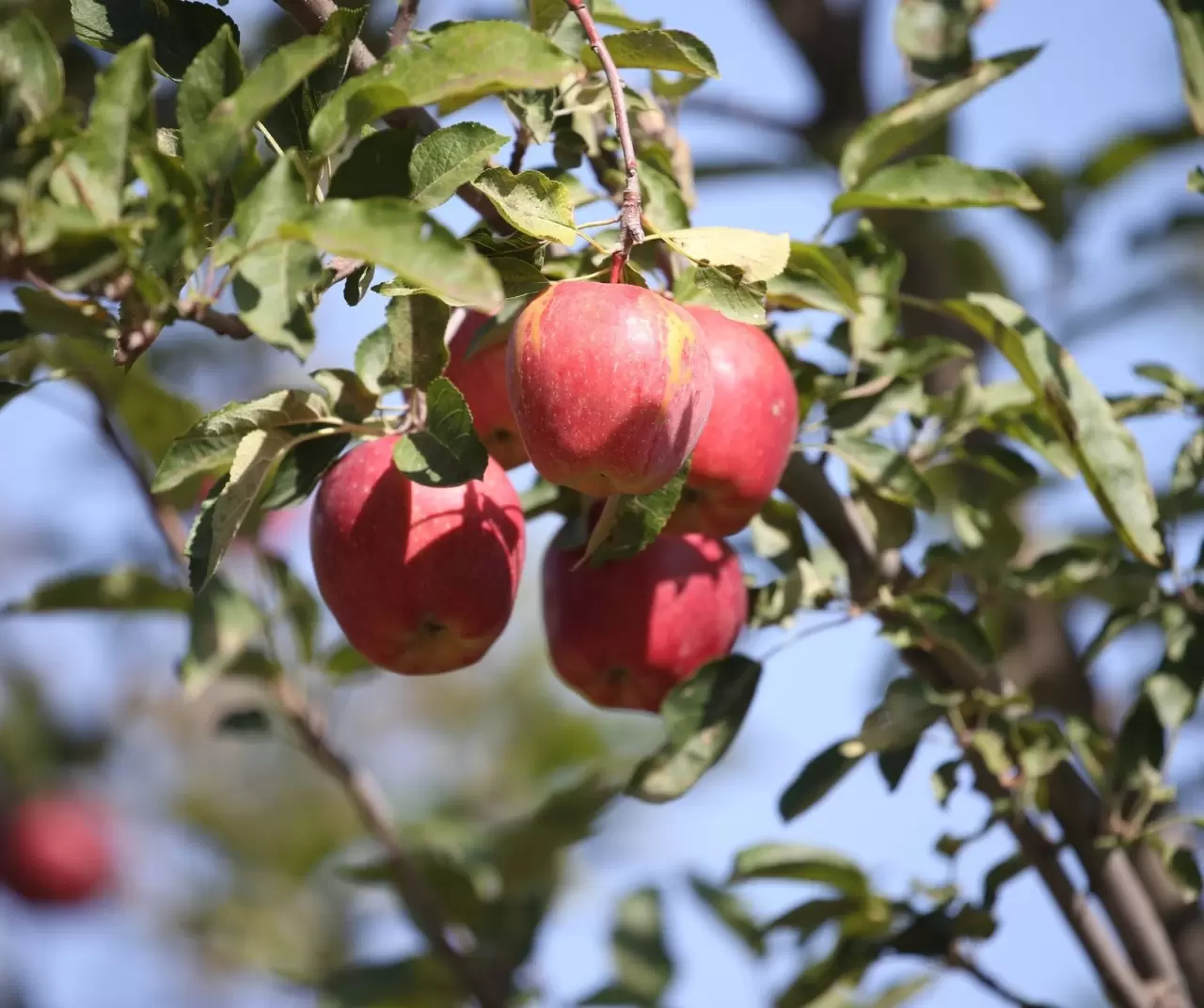 Türkiye-Ermenistan sınırında organik elma üretimi: Kars’ın Halıkışlak Köyü rekolteyle dikkat çekiyor 8
