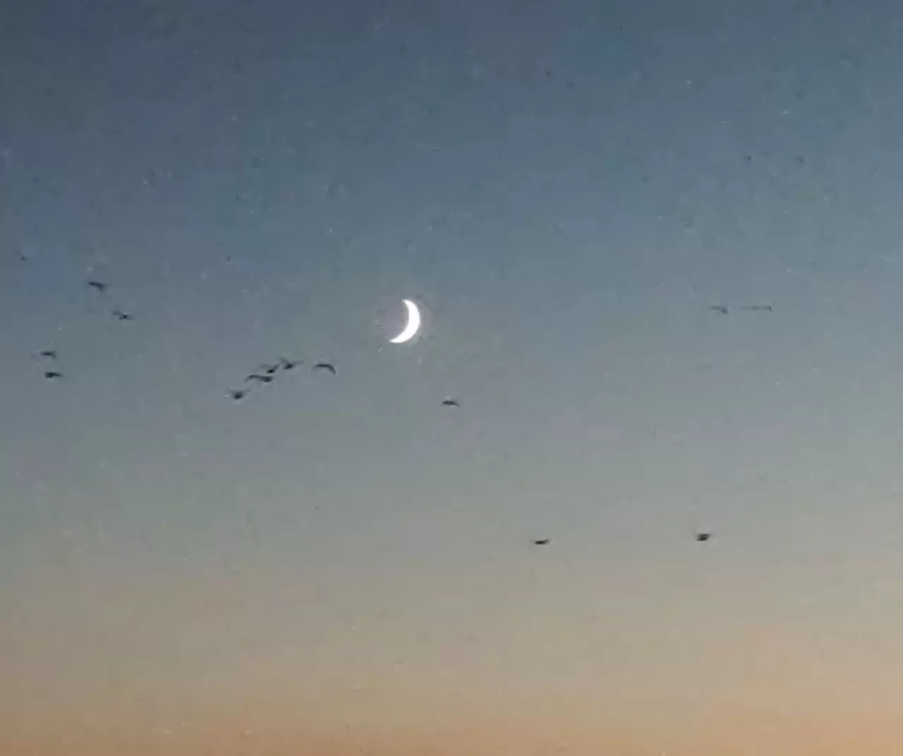 Van Gölü’nde kartpostallık manzara: Kuşlar gün batımıyla göç yolculuğuna başladı 3