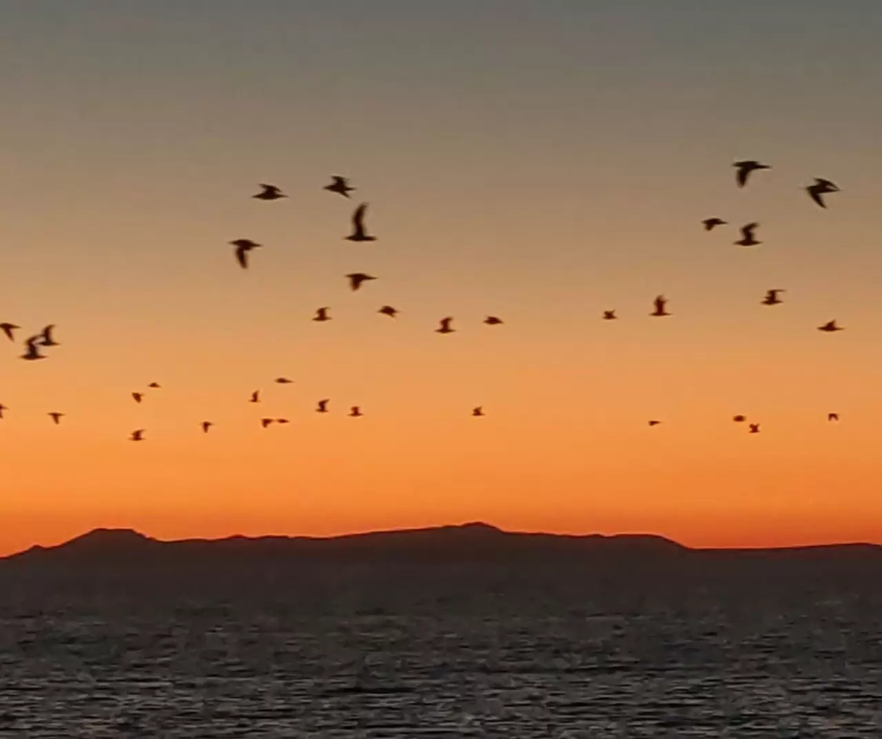 Van Gölü’nde kartpostallık manzara: Kuşlar gün batımıyla göç yolculuğuna başladı 6