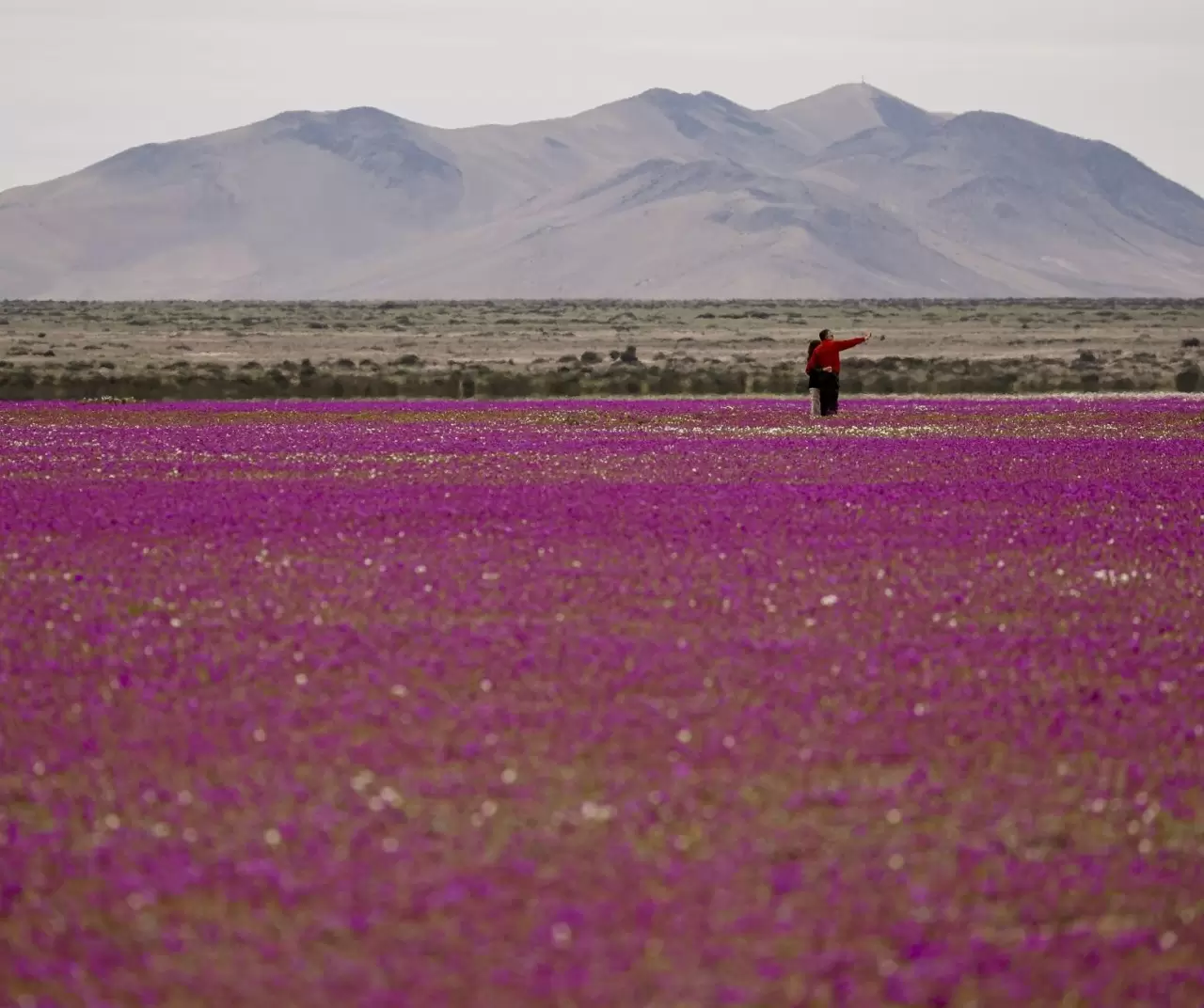 Atacama Çölü’nde görsel şölen: Kurak topraklar çiçeklerle kaplandı 2