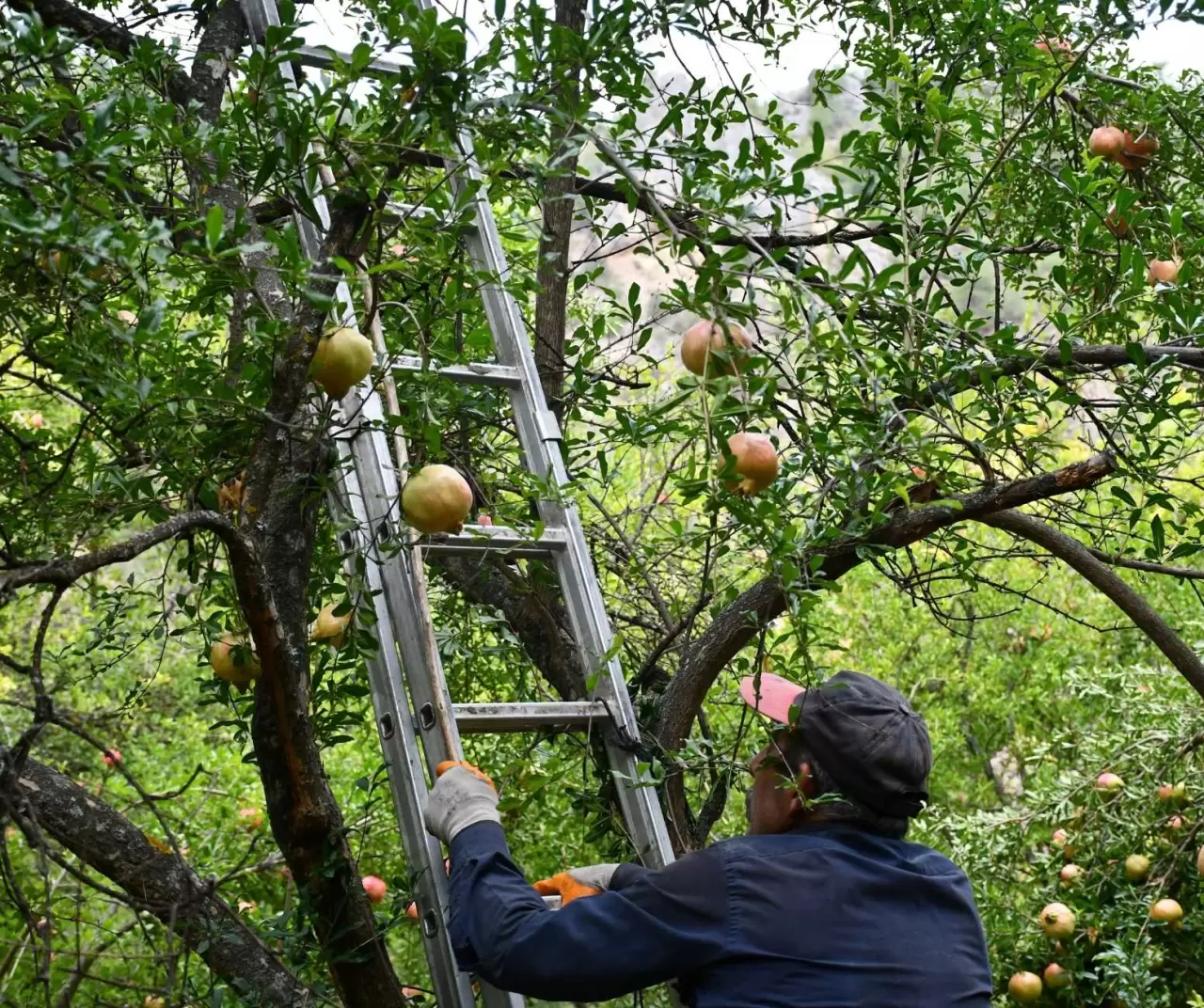 İnhisar’da 4 kuşaktır 'deve dişi nar' geleneği sürdürülüyor 2