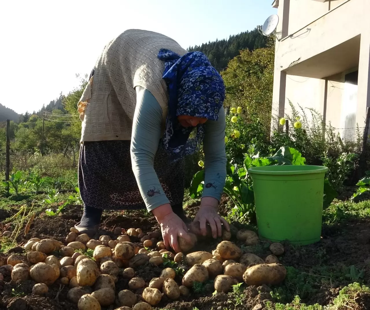 Giresun Kulakkaya Yaylası’nda patates hasadı başladı: Doğal ve organik üretim devam ediyor 4