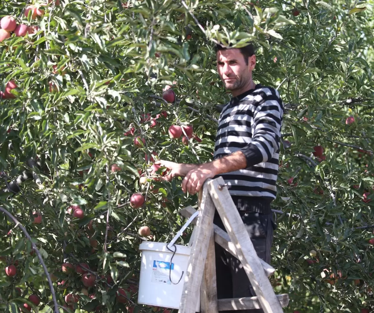 Türkiye-Ermenistan sınırında organik elma üretimi: Kars’ın Halıkışlak Köyü rekolteyle dikkat çekiyor 3