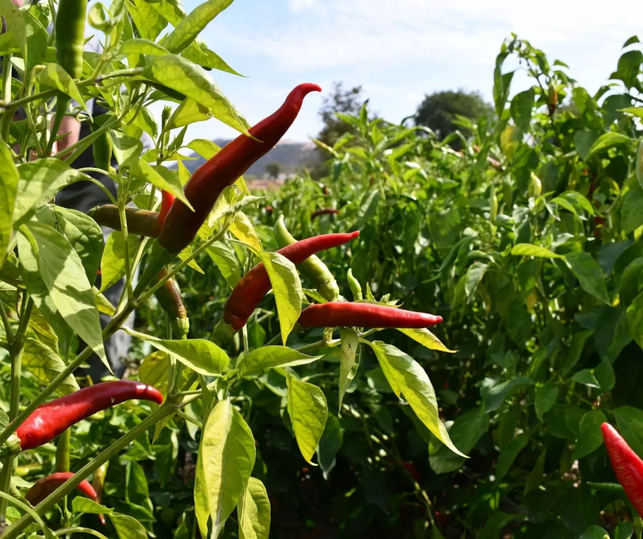 Kuraklık Çukurören biberini vurdu: Üretim alanı yarı yarıya azaldı 7