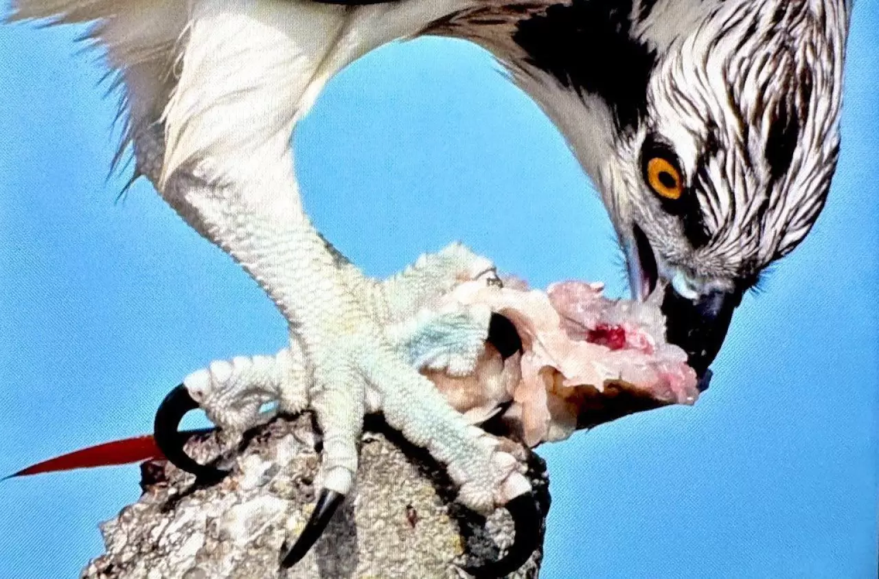 Türkiye’de nadir görülen balık kartalı Uluabat Gölü'nde görüntülendi 3