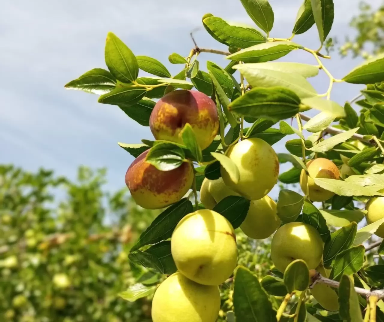 Ankara Güdül’de yetişen hünnap meyvesi tüm Türkiye’ye gönderiliyor 5