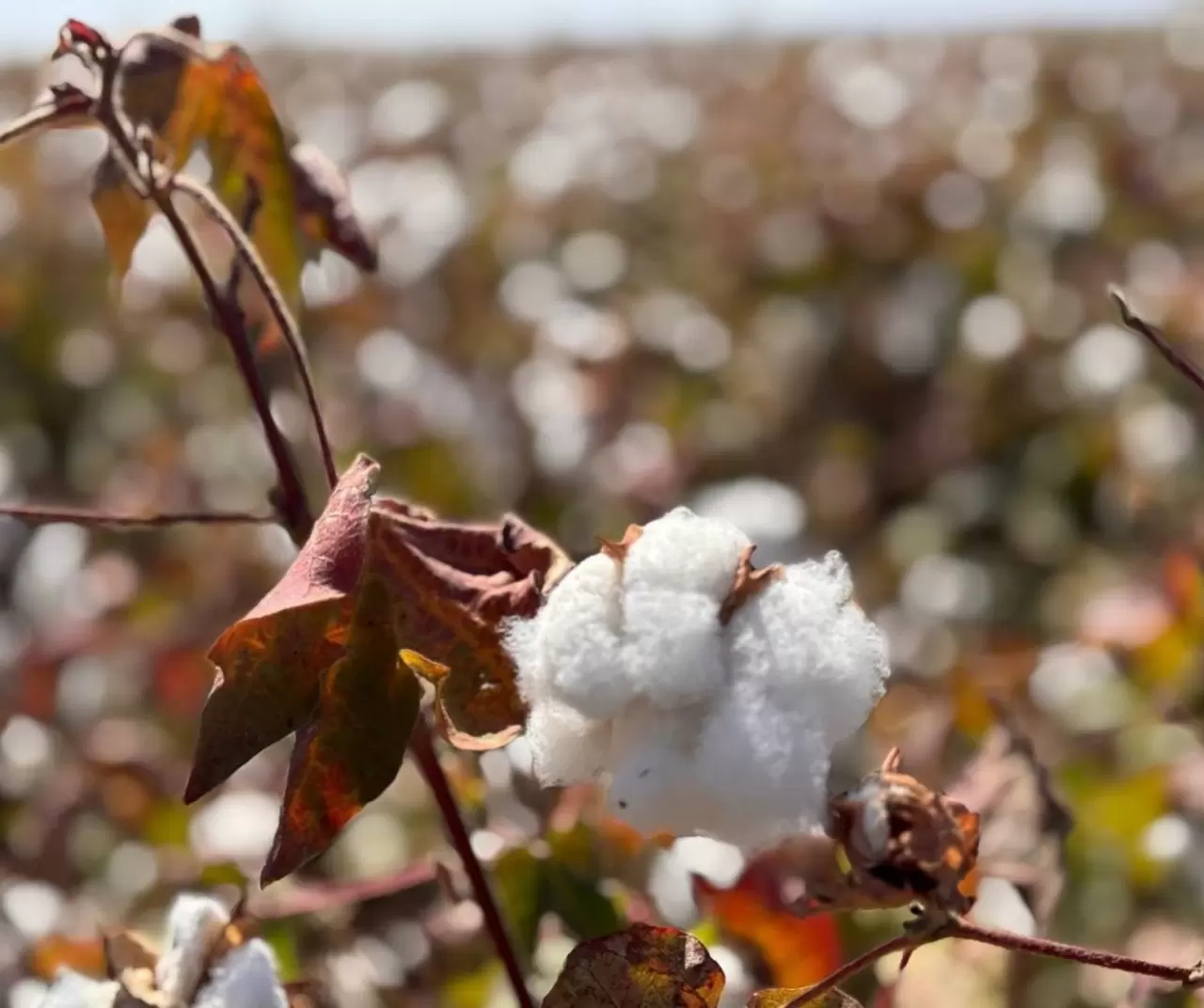 Şanlıurfa’da pamuk hasadı başladı: “Fırat Altını” tarlalarda 2