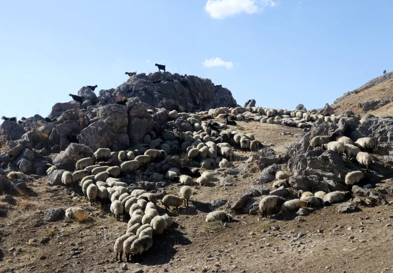 Bitlis'te göçerler havanın soğumasıyla dönüş yolculuğuna başladı 4